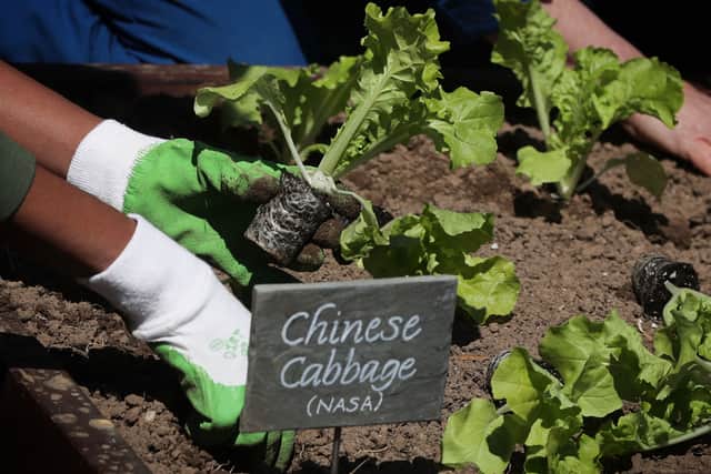   U.S. first lady Michelle Obama plants Chinese cabbage, also known as Pak Choi, in the White House Kitchen Garden on April 5, 2016 in Washington, DC