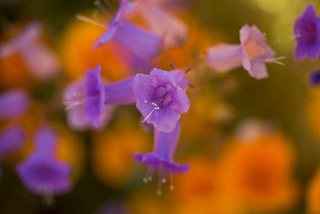 Canterbury bells bloom after prolonged record drought gave way to heavy winter rains, causing one of the biggest wildflower blooms in years on March 16, 2017 at Diamond Valley Lake, near Hemet, California