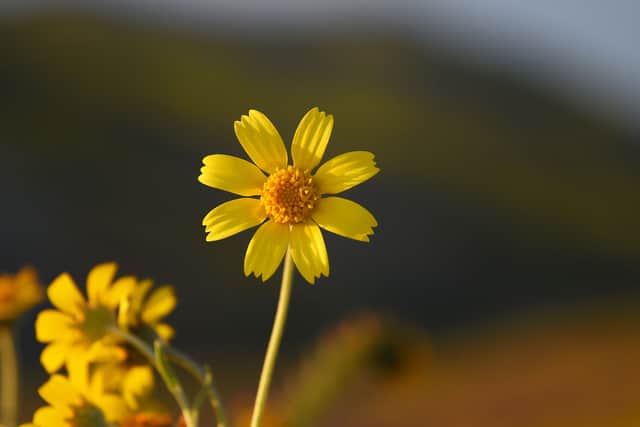A hillside daisy (coreopsis) is seen in the Carrizo Plain National Monument near Taft, California during a wildflower “super bloom” 