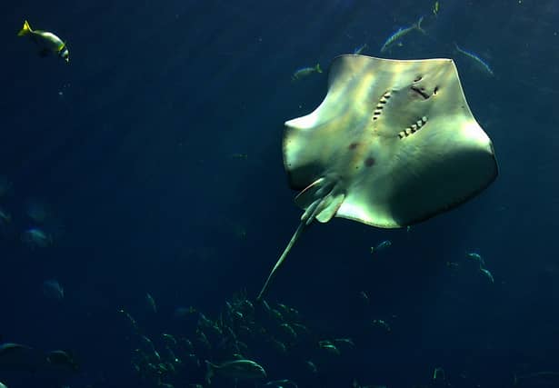 A stingray swims in the huge aquarium of the Atlantis hotel in Dubai (Pic: AFP via Getty Images)