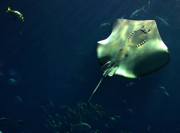 <p>A stingray swims in the huge aquarium of the Atlantis hotel in Dubai (Pic: AFP via Getty Images)</p>