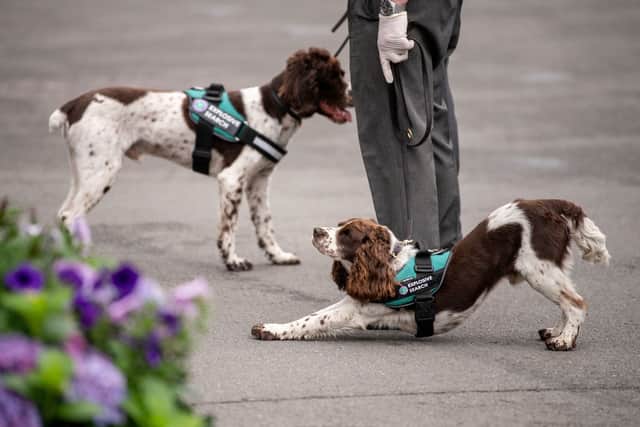 There are many benefits of dog ownership (Photo by AELTC/Ben Solomon - Pool/Getty Images)