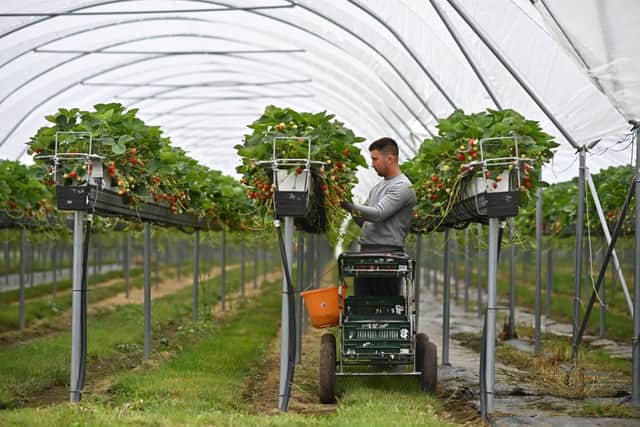 Wimbledon’s strawberries are handpicked in Kent on the morning of every day’s play in SW19 (image: AFP/Getty Images)