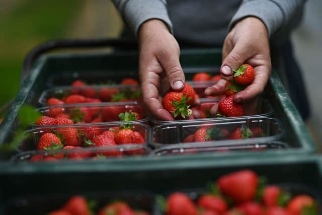 Almost 2 million individual strawberries are eaten at Wimbledon every year (image: AFP/Getty Images)