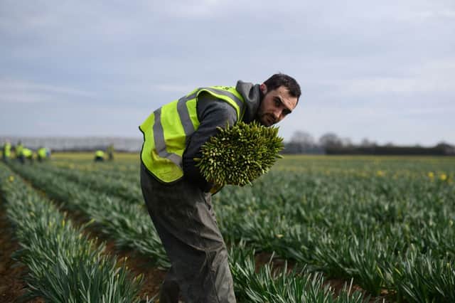 Seasonal agricultural workers are in such short supply that growers have been forced to walk away from their crops (image: AFP/Getty Images)