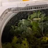Ashley Echols rinsing her vegetables in the washing machine (TikTok/ Ashley Echols 777)