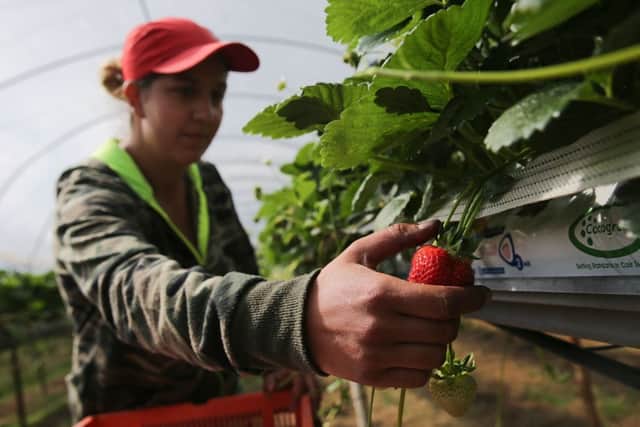 Strawberries tend to be handpicked (image: AFP/Getty Images)