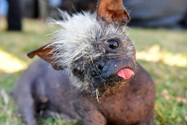 Mr Happy Face has won first place in the annual ‘World’s Ugliest Dog Competition’ (Photo: Josh Edelson/AFP via Getty Images)