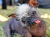 Mr Happy Face: who is the World’s Ugliest Dog 2022, what breed is he, and is he uglier than 2014 winner Peanut?
