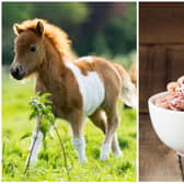There are pinto horses and pinto beans - this is what the word pinto means.