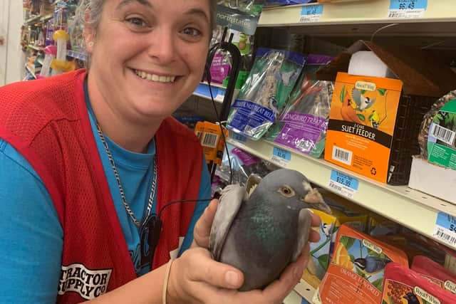 Bob the pigeon has ended up in Alabama. Picture: Monroe County Alabama Animal Shelter