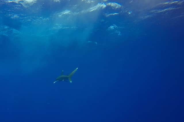An oceanic whitetip shark swimming in the blue near the Elphinstone reef dive site off the coast of Marsa Alam in the Egyptian Red Sea on October 9, 2018. (Photo by Andrea BERNARDI/AFP via Getty Images)