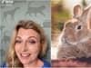 Vet goes viral on TikTok with advice rabbit owners should be aware of 