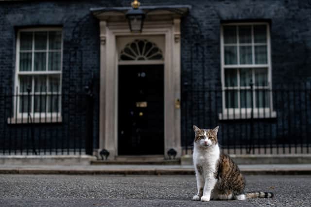 Larry, the Downing Street cat, as ministers attend a cabinet meeting at 10 Downing Street on in 2019 (Photo: Chris J Ratcliffe/Getty Images)