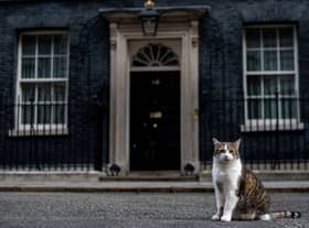 Larry, the Downing Street cat, as ministers attend a cabinet meeting at 10 Downing Street in 2019 (Photo: Chris J Ratcliffe/Getty Images)