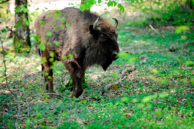 A European bison at Sainte-Croix animal park in Rhodes, eastern France in 2018 (Photo: JEAN-CHRISTOPHE VERHAEGEN/AFP via Getty Images)