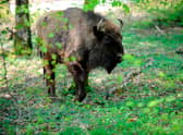 A European bison at Sainte-Croix animal park in Rhodes, eastern France in 2018 (Photo: JEAN-CHRISTOPHE VERHAEGEN/AFP via Getty Images)