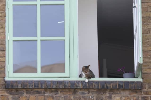 A cat sits on a window sill  to stay cool (Photo: Hollie Adams/Getty Images)