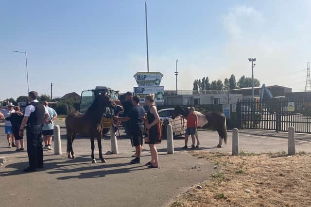 Horses which had been rescued before their stables were burned down 
