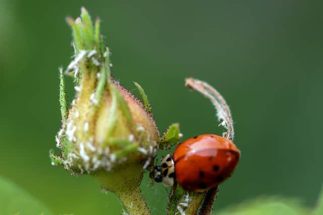 A ladybird feeds on aphids sucking sapping from a rose bud (Pic: AFP via Getty Images)