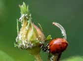 A ladybird feeds on aphids sucking sapping from a rose bud (Pic: AFP via Getty Images)