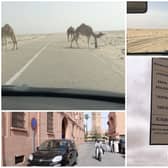 Some of the sights along the way in northern Africa - including camels on the road (Photos: William Montgomery)