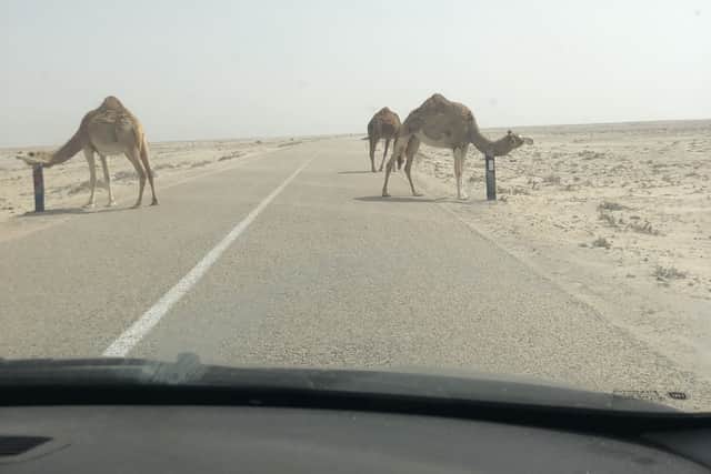 Having an itch - camels pose a great risk for motorists in the Sahara (Photo: William Montgomery)