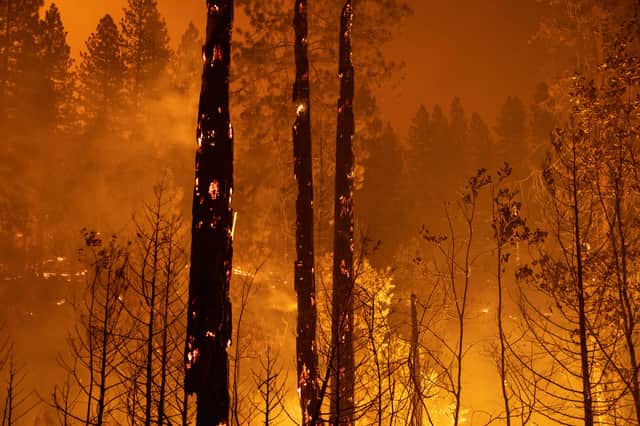 A forest is incinerated by the Oak Fire near Midpines, northeast of Mariposa, California, on July 23, 2022. (Photo by DAVID MCNEW/AFP via Getty Images)