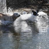 The British Veterinary Association (BVA) says animals can be exposed even if they don’t go in the water 