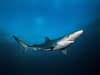 Shark attacks UK: how common is an attack off British coasts like Cornwall, which sharks can populate waters?