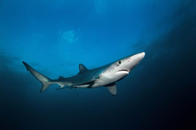 It’s believed that a blue shark was involved in the incident (Photo: Adobe Stock)
