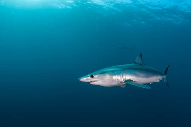 The Shortfin Mako shark also occasionally visits UK waters (Photo: Adobe Stock)
