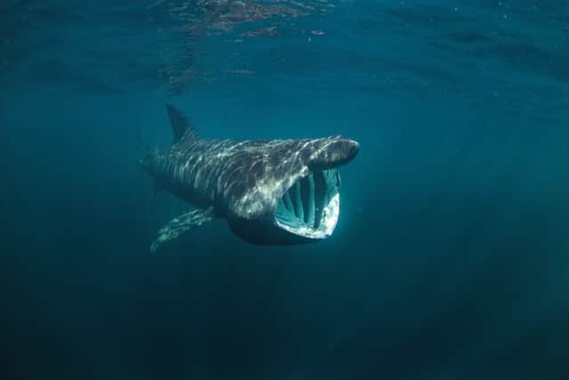 You’re most likely to spot a Basking shark in the UK between May and October (Photo: Adobe Stock)