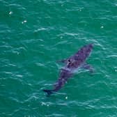 The type of shark involved in the incident has not yet been identified, but is suspected to be a blue shark (Pic: AFP via Getty Images)