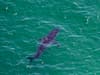 Shark attack Cornwall: what happened in Penzance as blue shark bites tourist, are shark attacks common in UK?