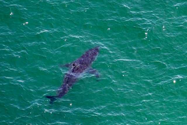 The type of shark involved in the incident has not yet been identified, but is suspected to be a blue shark (Pic: AFP via Getty Images)