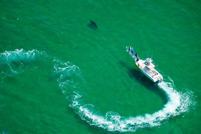 Ocearch is conducting vital research to help protect sharks and improve ocean conservation