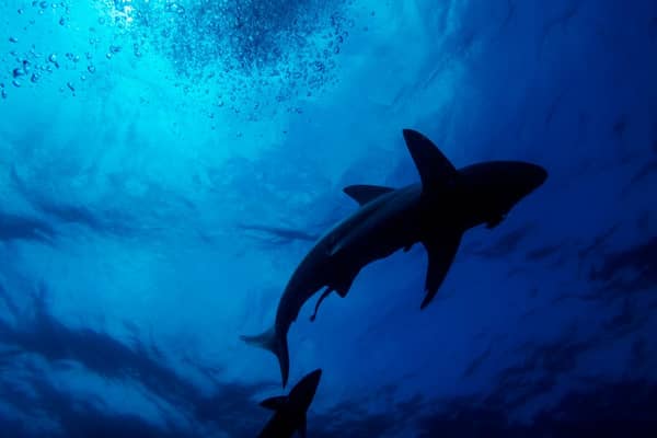 There’s a website that lets you track sharks all over the world