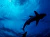 Sharks near me UK: website lets you track nearest shark in Europe, USA and Australia