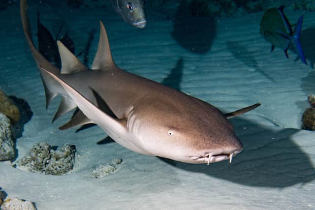 Three nurse sharks attacked eight-year-old Finley Downer while he was swimming in a lagoon in Compass Bay. (Credit: Adobe)