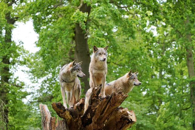 Wolves at Longleat Safari Park