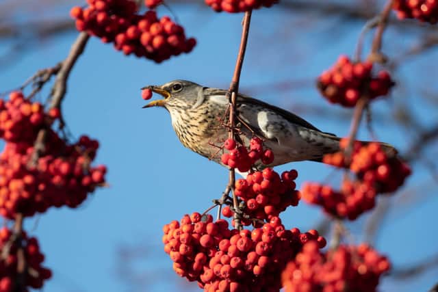 A Fieldfare feeds on berries in Balham on January 28, 2019 in London, England (Photo by Dan Kitwood/Getty Images)
