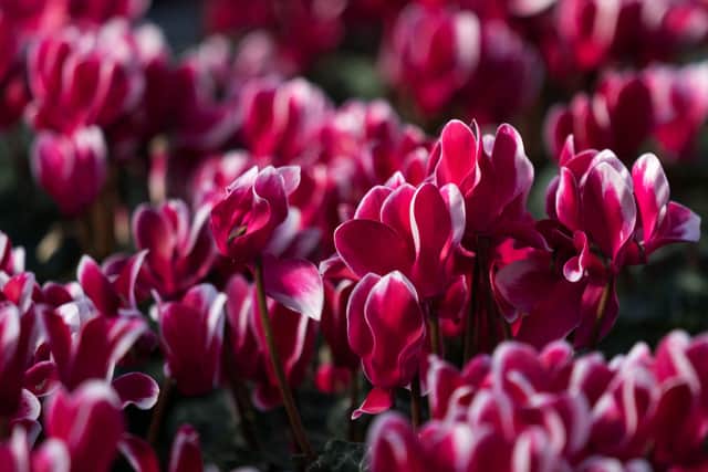 This photograph taken on November 3, 2021 shows cyclamen plants in a nursery in Pont-Audemer. (Photo by JOEL SAGET/AFP via Getty Images)