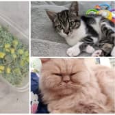 Cats Luna and Bailey both died after eating poisoned tuna.