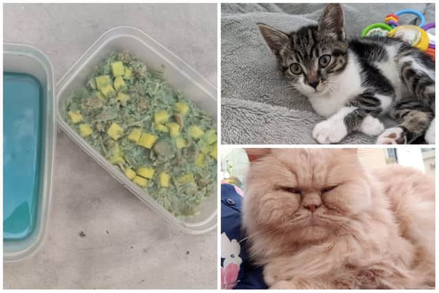 Cats Luna and Bailey both died after eating poisoned tuna.
