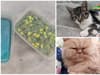 Tristian Pearson: man gets suspended jail term for targeting his neighbours’ cats with poisoned tuna 