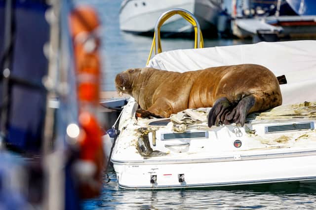 A young female walrus nicknamed Freya rests on a boat in Frognerkilen, Oslo Fjord, Norway, on July 19, 2022. - For a week, a young female walrus nicknamed Freya has enamoured Norwegians by basking in the sun of the Oslo fjord, making a splash in the media and bending a few boats. - Norway OUT (Photo by Tor Erik SchrÃ¸der / NTB / AFP) / Norway OUT (Photo by TOR ERIK SCHRDER/NTB/AFP via Getty Images)