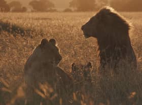 A lion family from the Marsh Pride in the Maasai Mara at sunset (Credit: BBC Natural History Unit)