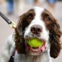 A police dog carries a tennis ball in his mouth at The All England Tennis Club in Wimbledon, southwest London, on July 2, 2019 (Photo by DANIEL LEAL/AFP via Getty Images)