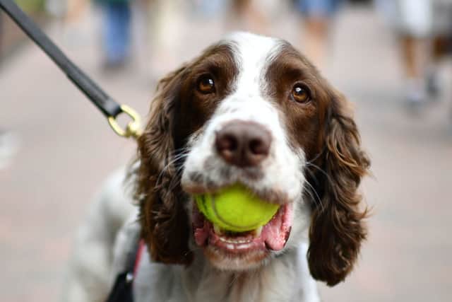 A police dog carries a tennis ball in his mouth at The All England Tennis Club in Wimbledon, southwest London, on July 2, 2019 (Photo by DANIEL LEAL/AFP via Getty Images)